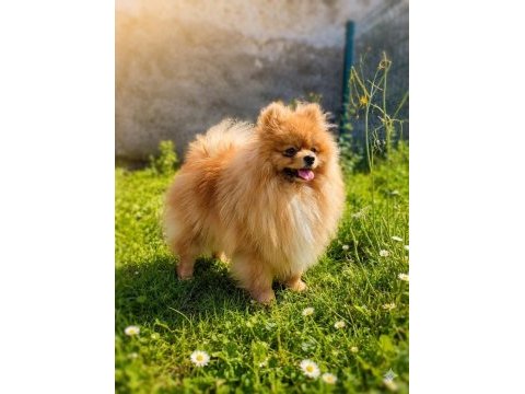 Teddy bear mükemmel anatomi pomeranian boo
