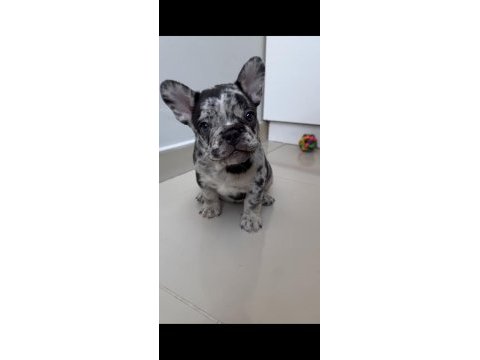 Tüm exotıc renkleri taşıyan exotıc fransız bulldoglar