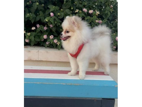 Mini pomeranian dişi yavru
