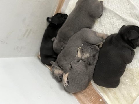 1 dişi 1 erkek frenchbulldog yavruları