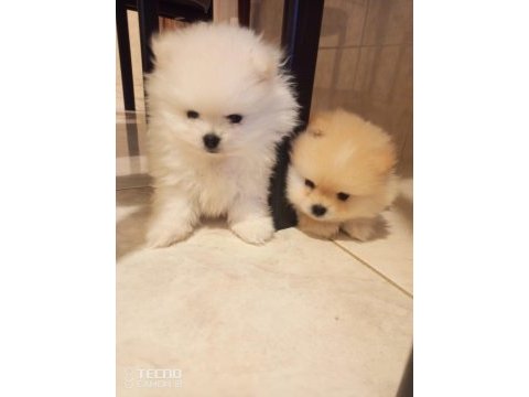 Pomeranian yavrular anne çocuk