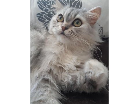 Chinchilla kedim yeni yuvasını arıyor