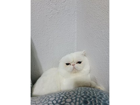 İran kedimiz satılıktır