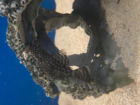 5-7 cm damızlık altı leopar vatoz