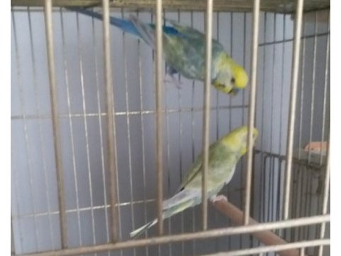 Rainbow yetişkin çift, bilezikli muhabbet kuşları