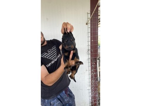 Üst kalite king doberman yavruları