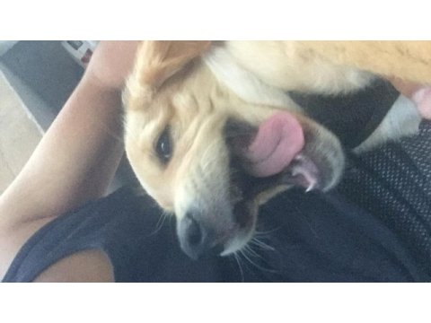 Golden retriever sağlıklı yer sıkıntımız var