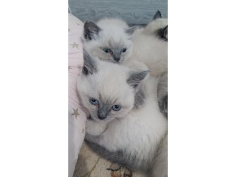 Blue point british shorthair yavrular