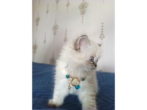 Pofuduk pati british longhair