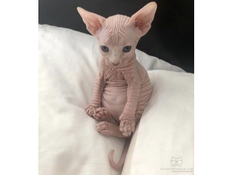 Sphynx kitten pet consultant listing