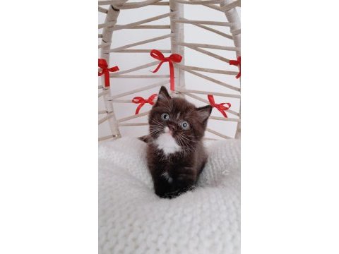 Yeni yıl çikolata british shorthair yavrum