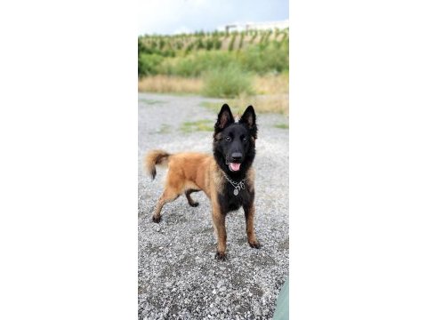 Türkiyedeki en özel malinois yavrular