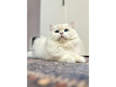 Breeding şecereli by33 tecrübeli british longhair