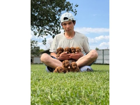 İstediniz renklerde toy poodle orjinal bebekler
