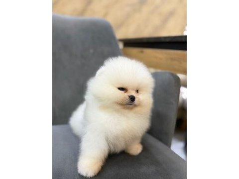 Show kalite ayı surat pomeranian yavrularımız