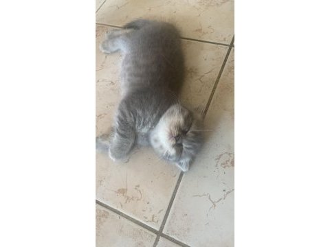 Masrafına scottish fold