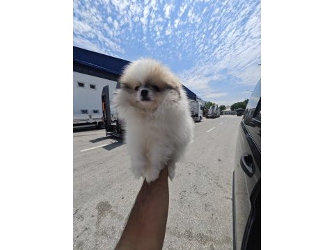 A kalite safkan orjinal pomeranian boo garantili