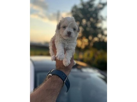 Orijinal maltese 0 boy yavrularımız