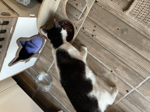 Maviş kedimize yuva aranıyor