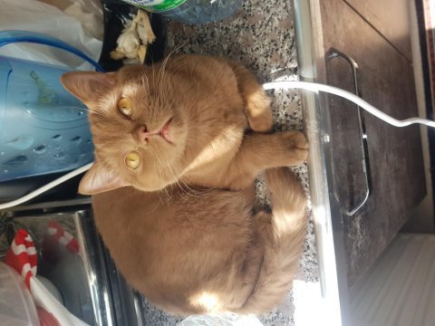 Hiç bulunmayan bir renk british shorthair