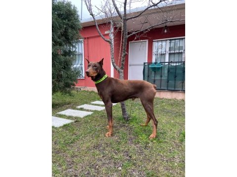 2 yaşında kızıl doberman temel itaat eğitimi mevcuttur