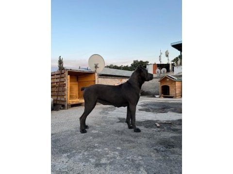 Dişi cane corso ırk garantili