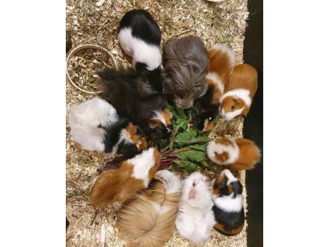 Guineapig yavrular aynı gün set halinde teslim edilir