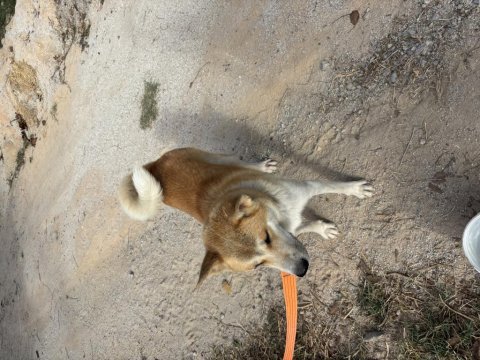 1 yaşında akita inu uysal sosyal oyuncu