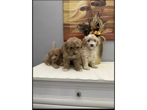 A kalite ırk sağlık garantili maltipoo yavrular