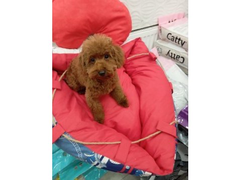 Toy poodle yavrularımız sağlık ve ırk garantili
