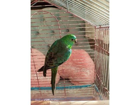 Şarkıcı paraket papağanı (noephema pulchella)