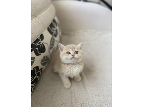 15 mart doğumlu golden british shorthair yavrumuz