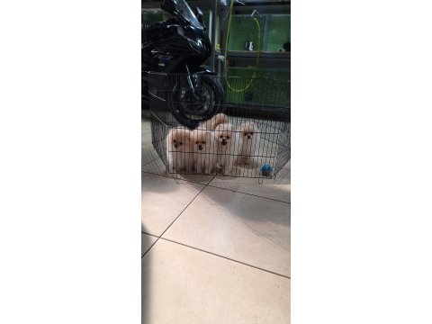 Pomeranian boo 5 adet