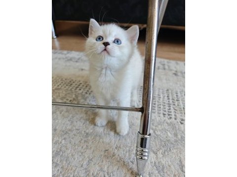 Siyam kedisi yavruları