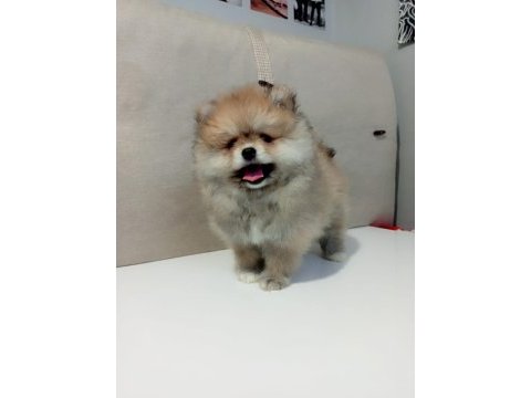 A kalite pomeranian yavrular