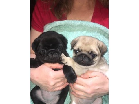 Evinize teslim pug bebeklerimiz ve kapıda ödeme imkânı