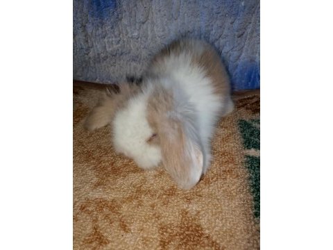 Hollanda teddy lop tavşan yavrular