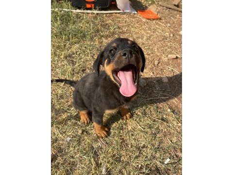 Erkek koca kafa rottweiler yavru