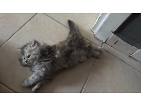 2.5 aylık british longhair yavrularımız