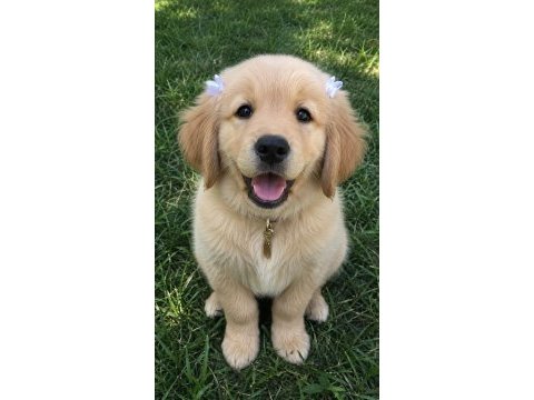 Bebek gibi golden retriever a kalite