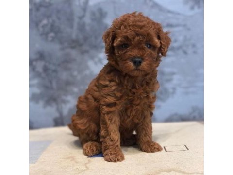 Show mini toy poodle yavruları