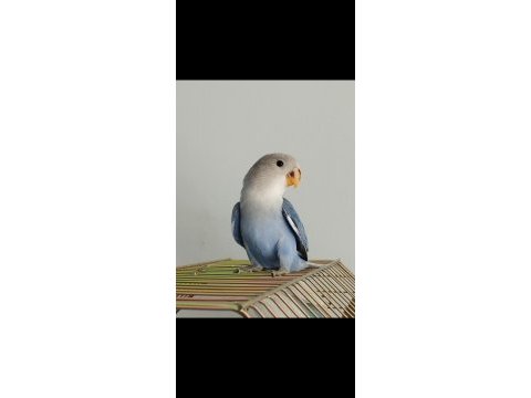 Ele alışkın bebek papağanlar