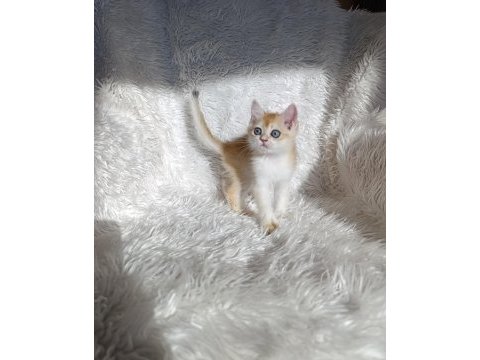 British shorthair golden ny12