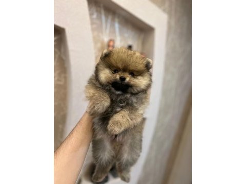 Teacup pomeranian boo