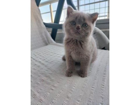 Oyuncu scottish fold