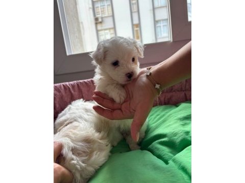 Maltese bebekler