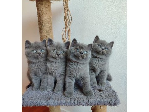 Peluş gibi british shorthair yavrularımız