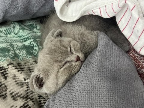 Scottish fold yavru kedimiz