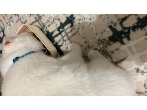 Scottish fold 1.5 yaşında