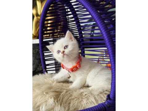 British shorthair blue point